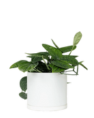 Chive Dojo large white matte porcelain pot with drainage and saucer styled with a plant.
