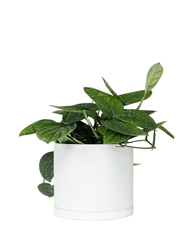 Chive Dojo large white matte porcelain pot with drainage and saucer styled with a plant.