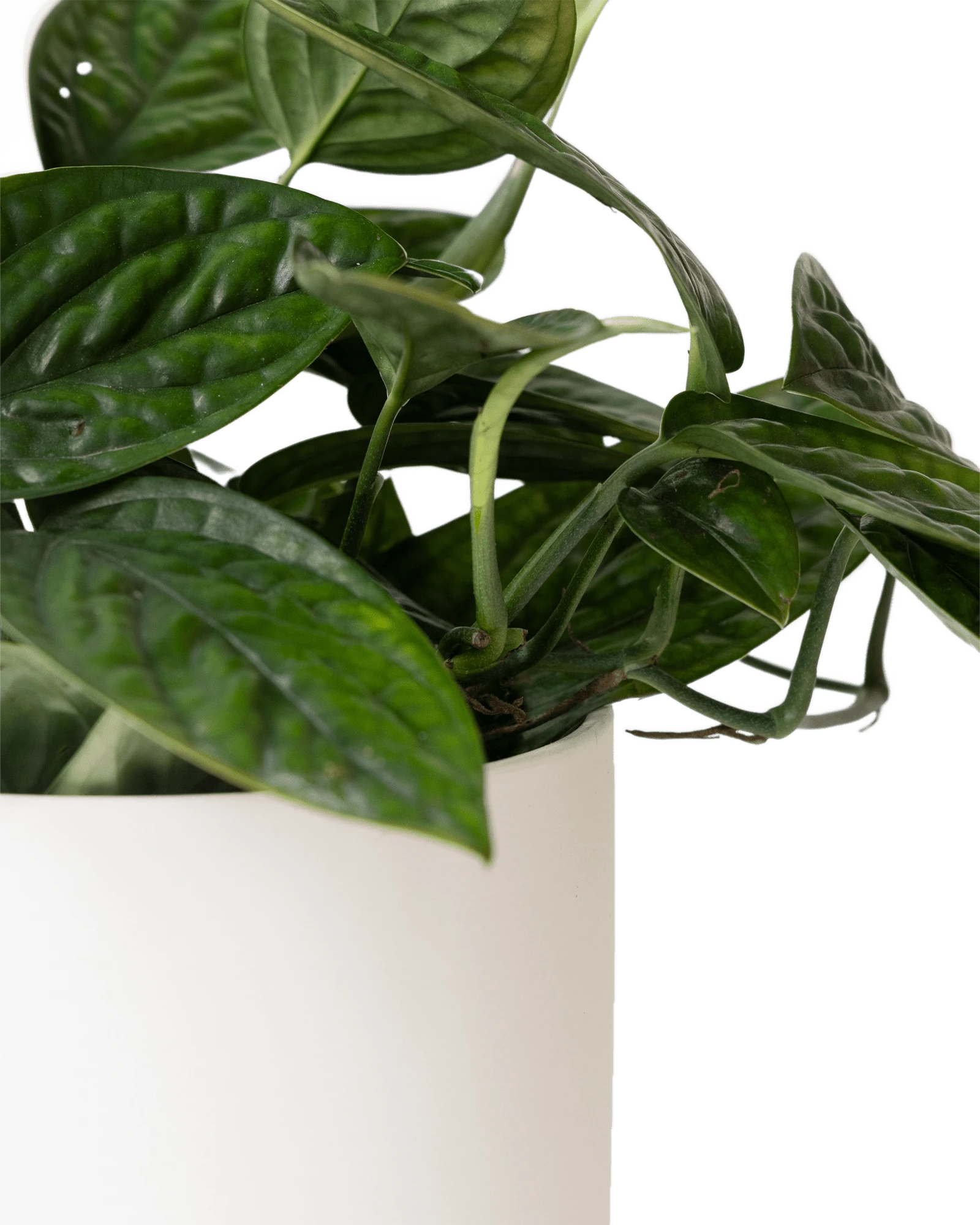 Close-up of the Chive Dojo large white matte porcelain pot showing the color and matte finish, holding a plant.