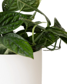 Close-up of the Chive Dojo large white matte porcelain pot showing the color and matte finish, holding a plant.