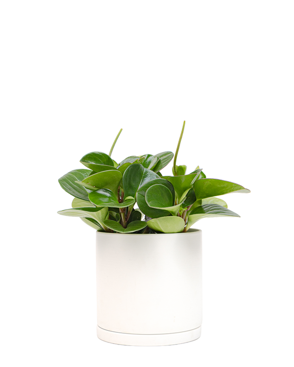 Dojo Porcelain Modern Indoor Plant Pot With Saucer | 3.5 Inch