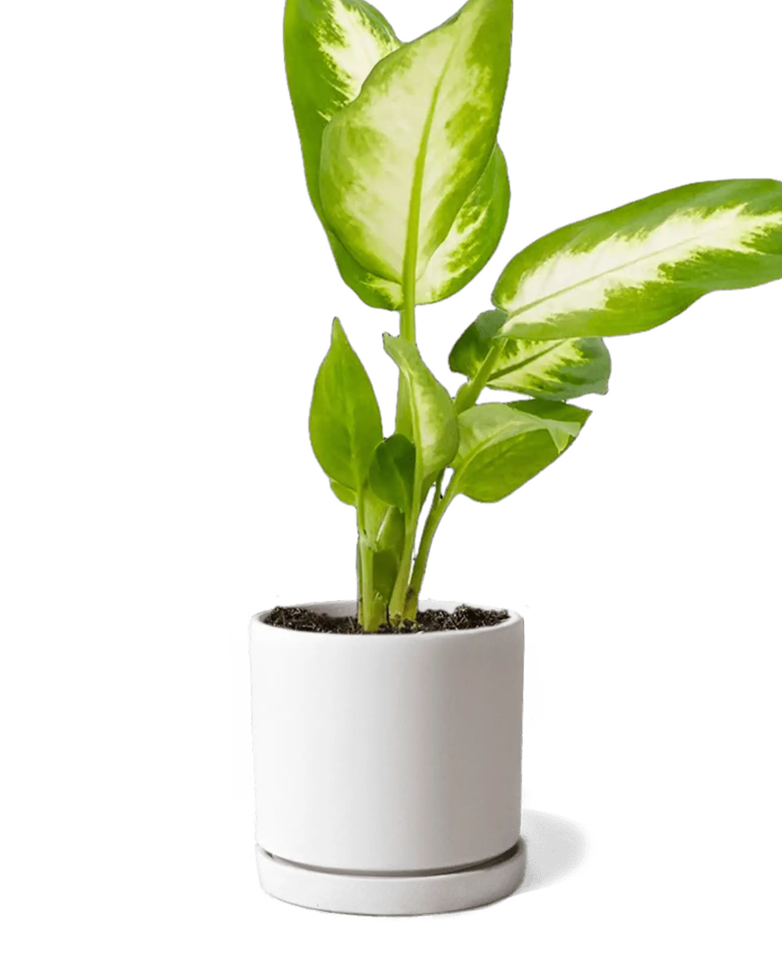 Chive Dojo white matte ceramic small planter with saucer holding a variegated dieffenbachia.