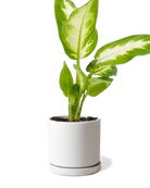 Chive Dojo white matte ceramic small planter with saucer holding a variegated dieffenbachia.