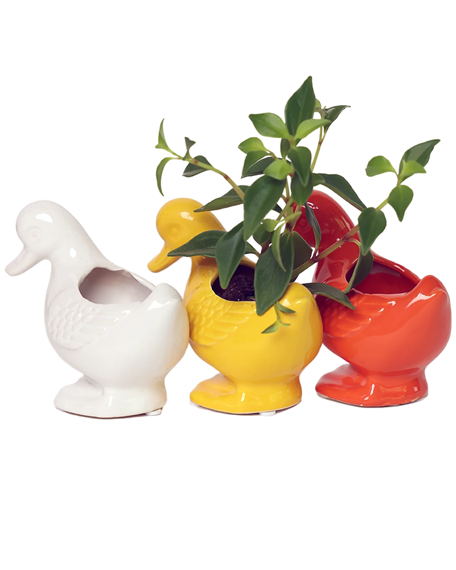 Three Chive Duck glazed ceramic duck shaped planters in white, yellow, and orange, styled with a plant.
