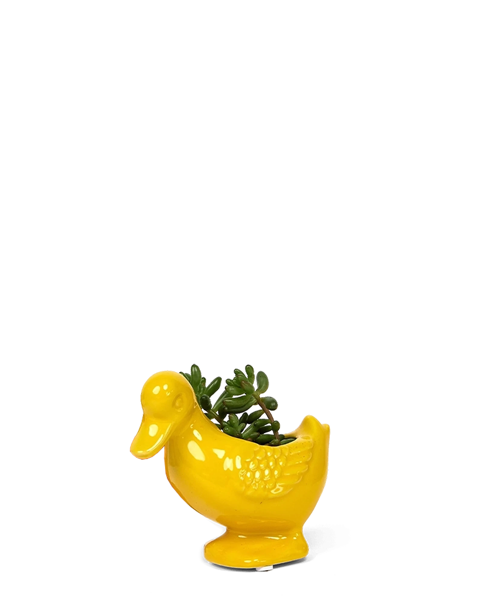 Chive Duck Yellow color glazed ceramic duck shaped planter styled with a small plant.
