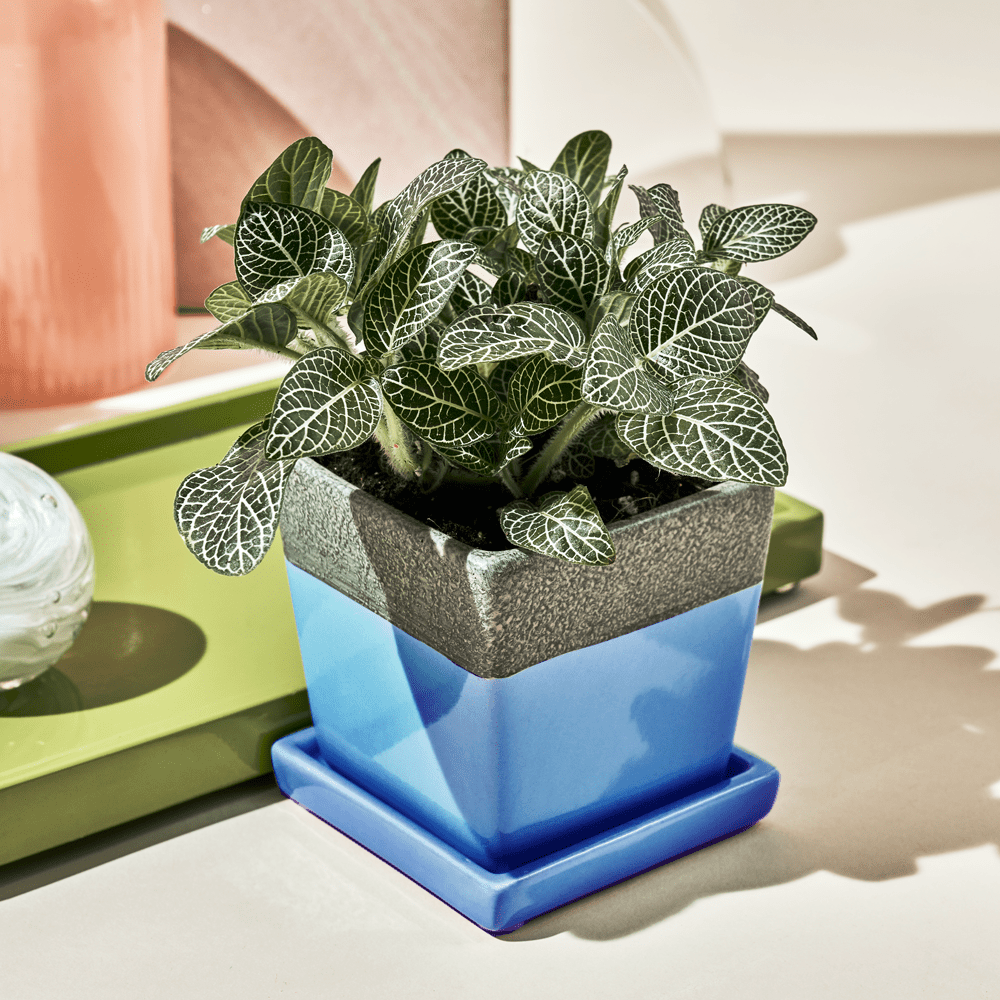 Chive Duo cornflower blue ceramic pot with drainage and saucer styled with a fittonia plant on a table.