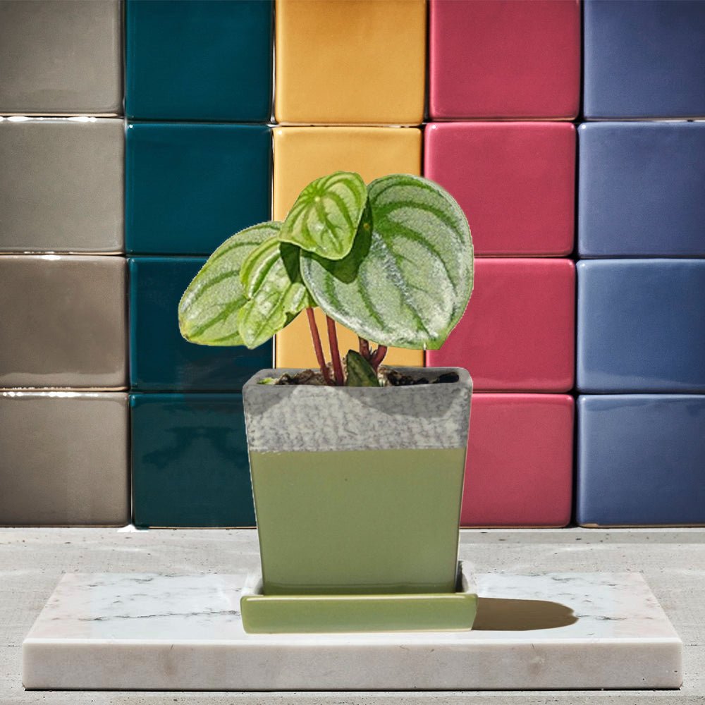 Chive Duo ceramic pot with drainage and saucer in multiple colors.
