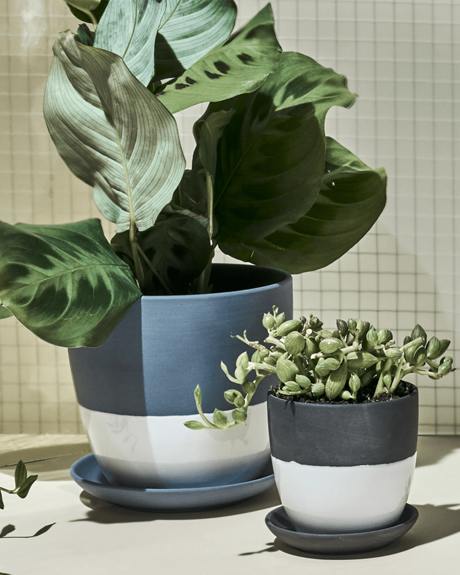 Two Chive Dyad porcelain pots with drainage and detachable saucers in two sizes, styled with plants against a green tiled wall.