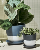 Two Chive Dyad porcelain pots with drainage and detachable saucers in two sizes, styled with plants against a green tiled wall.