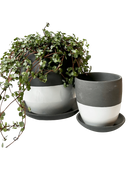 Two Chive Dyad black porcelain pots with drainage and detachable saucers styled with a plant