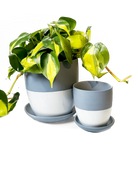 Two Chive Dyad blue grey porcelain pots with drainage and detachable saucers styled with a plant, in two sizes.