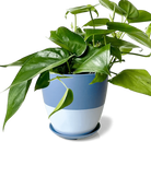 Chive Dyad small blue grey porcelain pot with drainage and saucer styled with a plant.