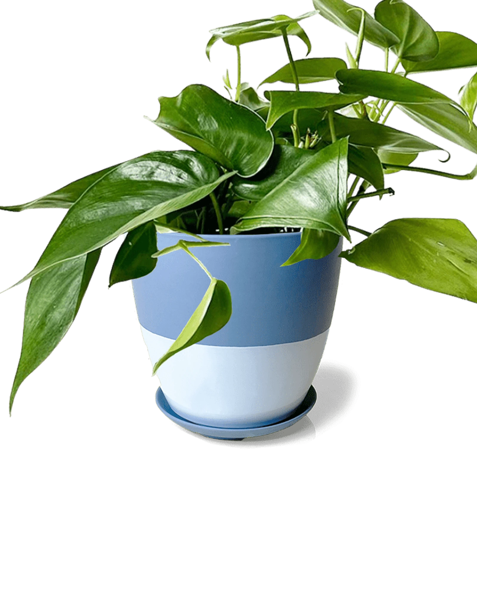 Chive Dyad small blue grey porcelain pot with drainage and saucer styled with a plant.