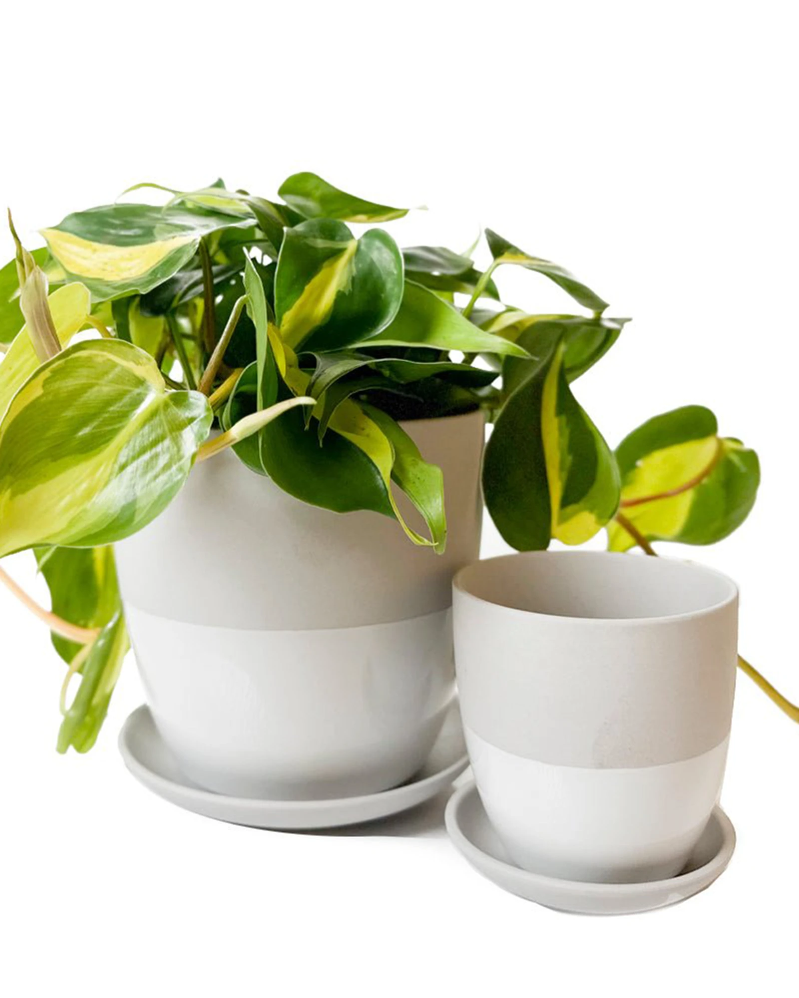 Two Chive Dyad light grey porcelain pots with drainage and detachable saucers styled with a plant, in two sizes.