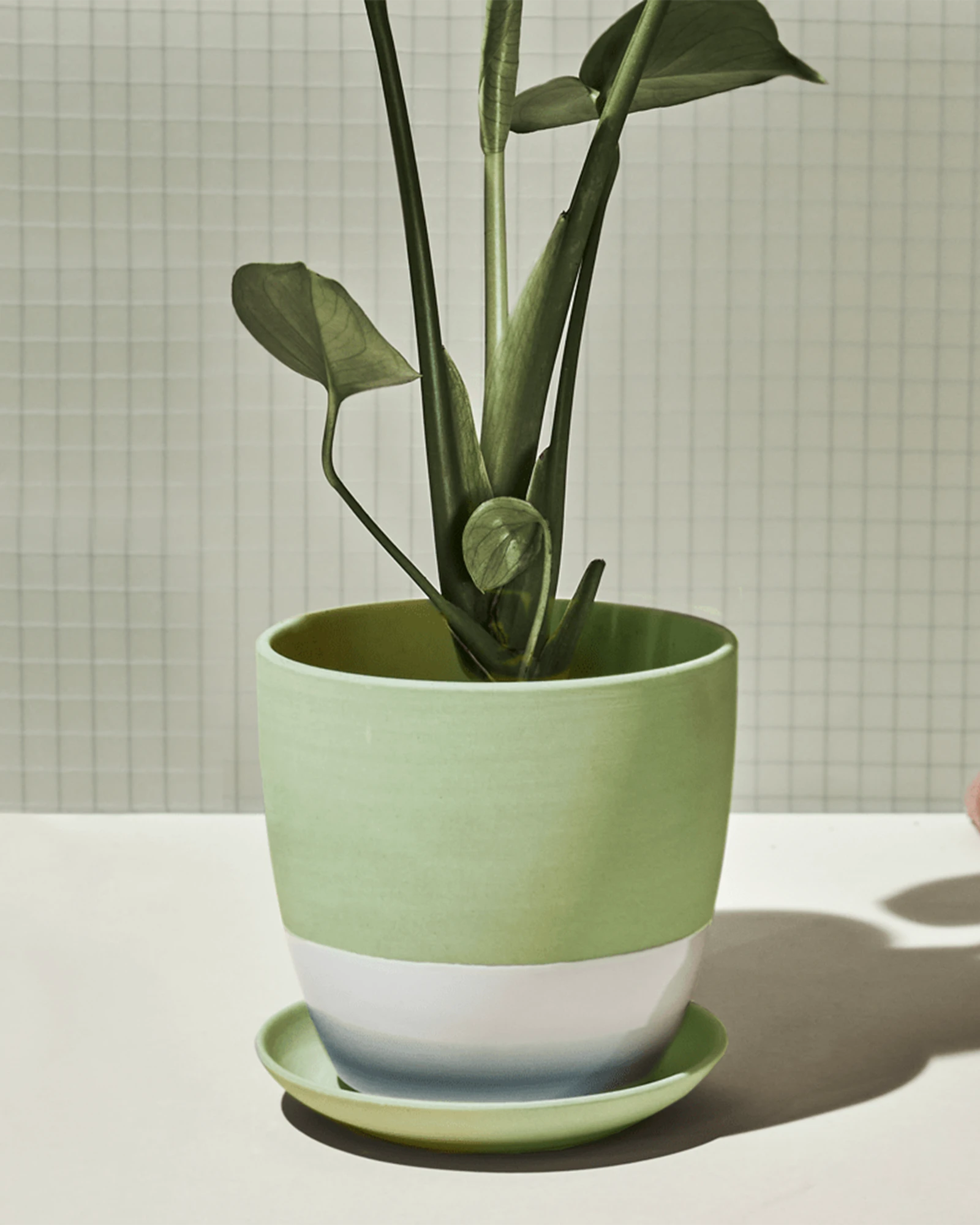Chive Dyad large olive porcelain pot with drainage and saucer styled with a plant on a white table against a green tiled wall.