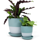 Two Chive Dyad peacock green porcelain pots with drainage and detachable saucers styled with plants in two sizes.
