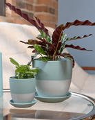Two Chive Dyad peacock green porcelain pots styled with plants in two sizes, on a glass table next to a white couch.