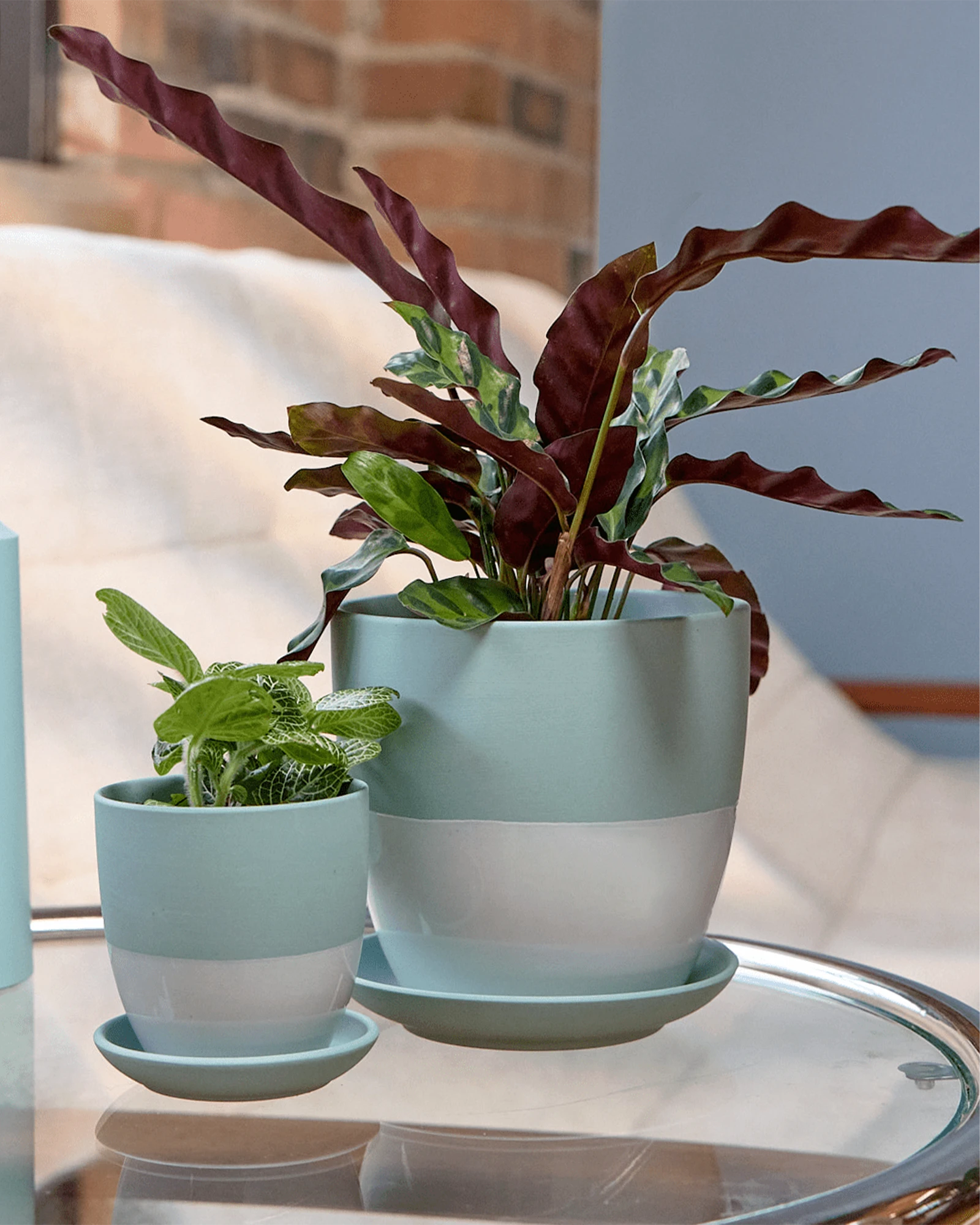 Two Chive Dyad peacock green porcelain pots styled with plants in two sizes, on a glass table next to a white couch.