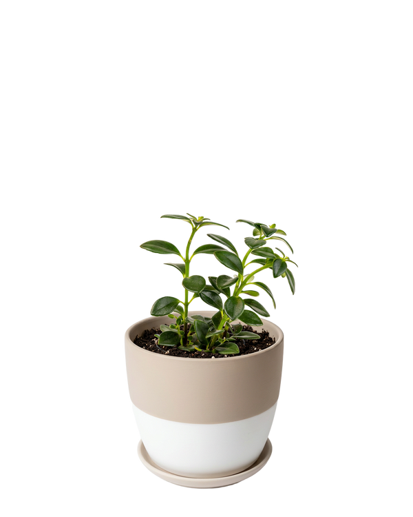Dyad Large Porcelain Plant Pot, Soft Pink