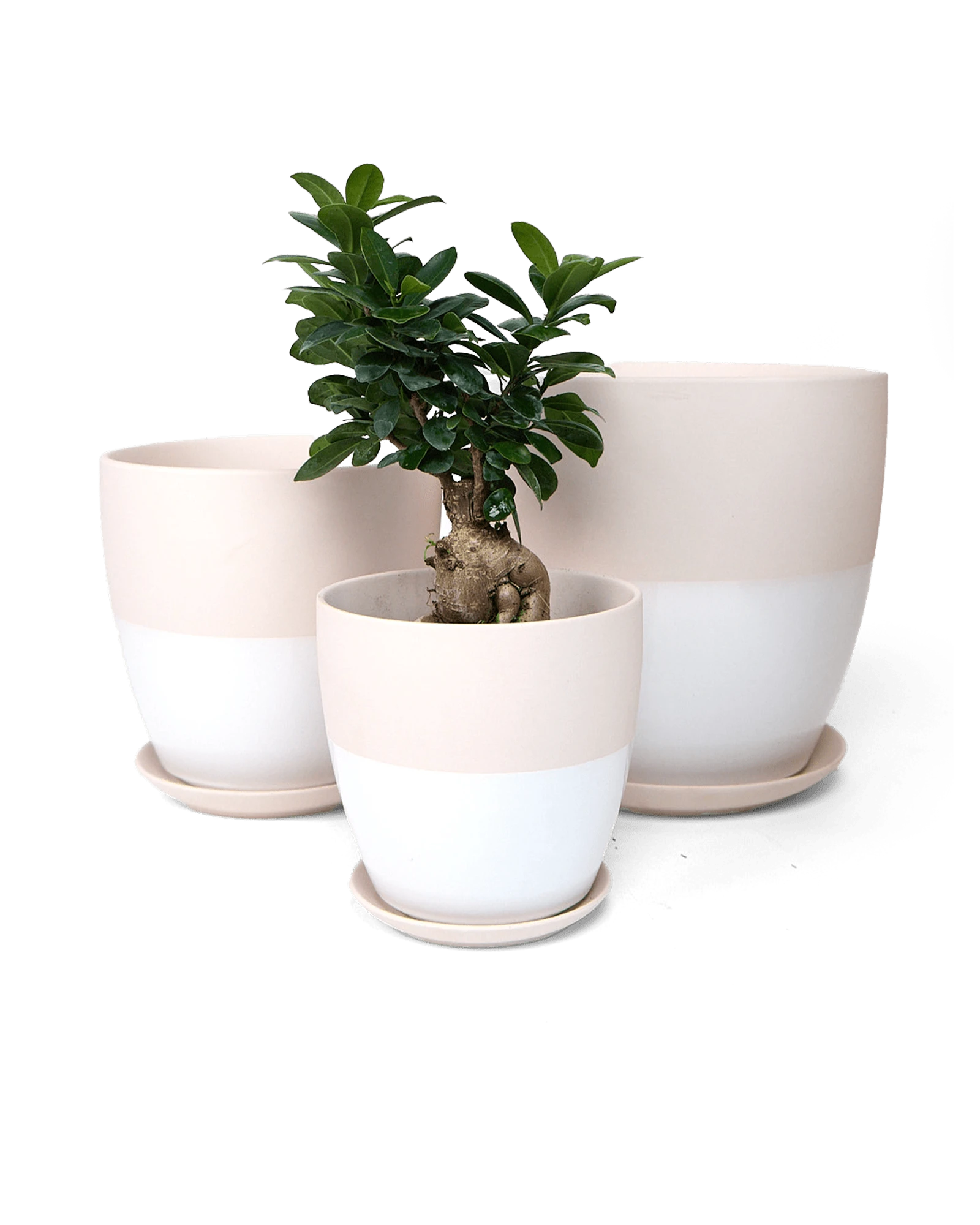 Three Chive Dyad white porcelain pots with drainage and detachable saucers in large, medium, and small, styled with a plant.
