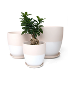 Three Chive Dyad white porcelain pots with drainage and detachable saucers in large, medium, and small, styled with a plant.