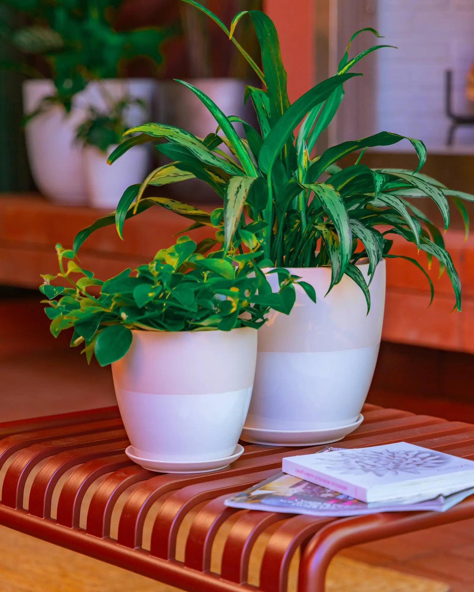 Chive Dyad ceramic planters in pink and white two-tone finish, shown in two sizes styled with a dracaena and peperomia.
