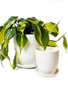 Chive Dyad white porcelain pots with drainage and detachable saucers styled with a plant in two sizes.
