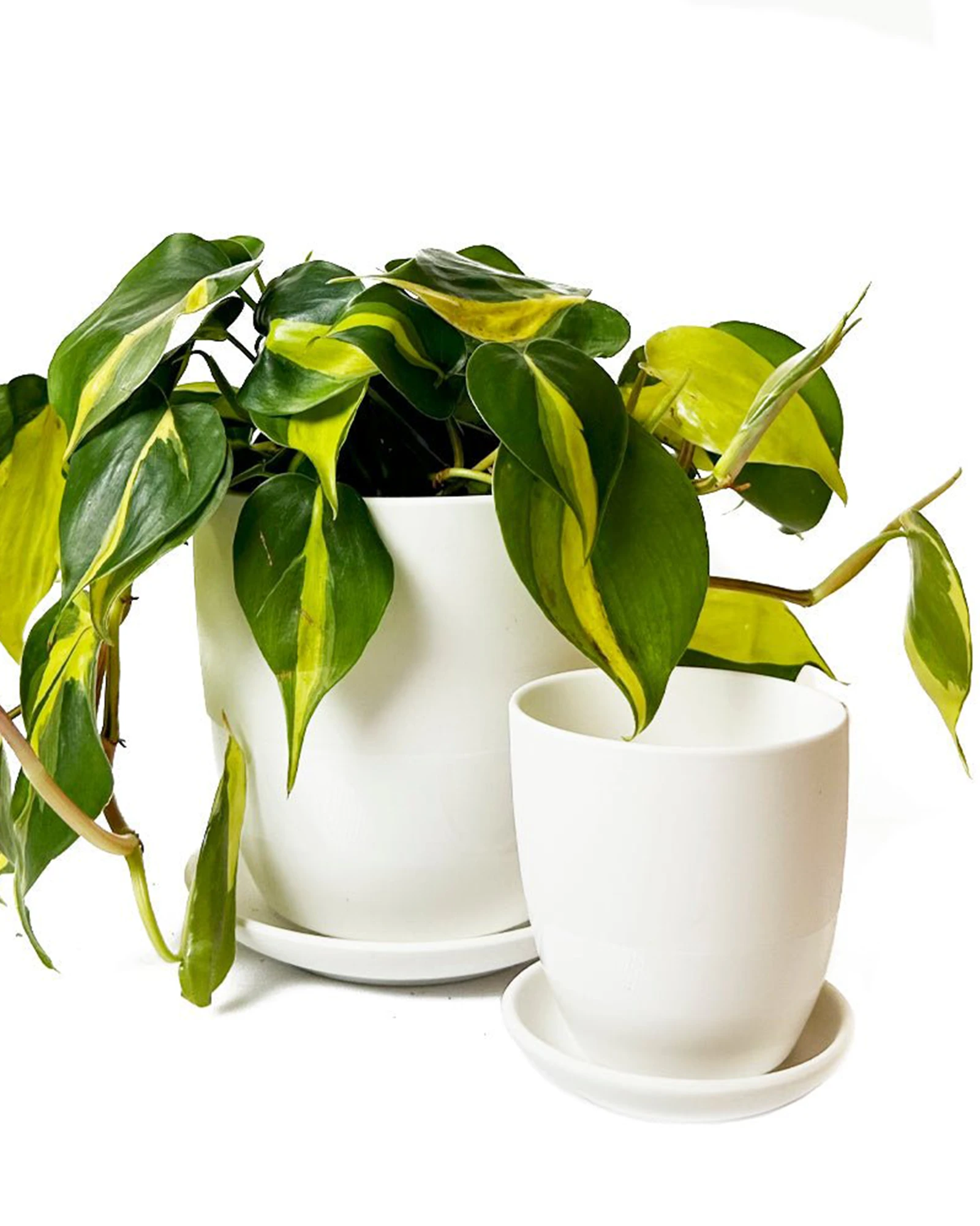 Chive Dyad white porcelain pots with drainage and detachable saucers styled with a plant in two sizes.