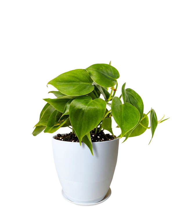 Dyad Large Porcelain Plant Pot, White