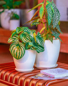 Chive Dyad white ceramic planters in two sizes, styled with a watermelon peperomia and polka dot begonia on a striped ottoman.