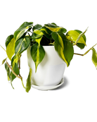 Chive Dyad small white porcelain pot with drainage and saucer styled with a plant.