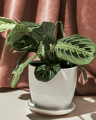 Chive Dyad small white porcelain pot with drainage and saucer styled with a plant on the floor against a brown curtain.