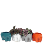Four Chive Elephant glazed ceramic elephant shaped planters in four colors styled with plants.