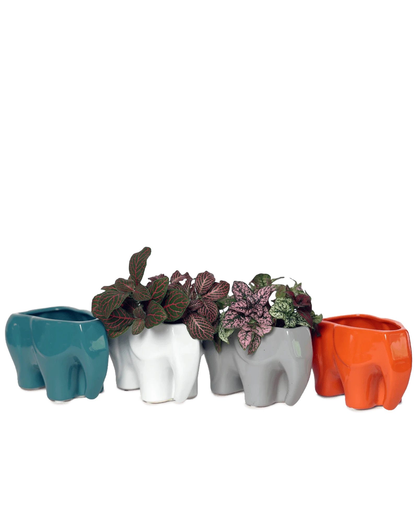 Four Chive Elephant glazed ceramic elephant shaped planters in four colors styled with plants.