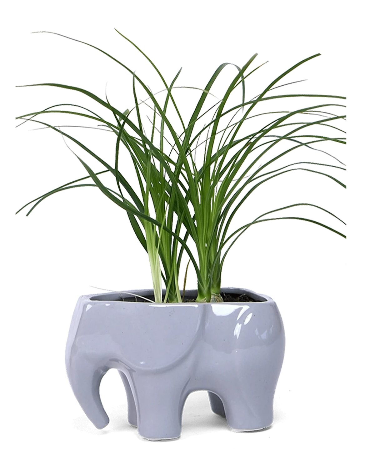 Elephant Whimsical Ceramic Planter - Cachepot Design | Chive