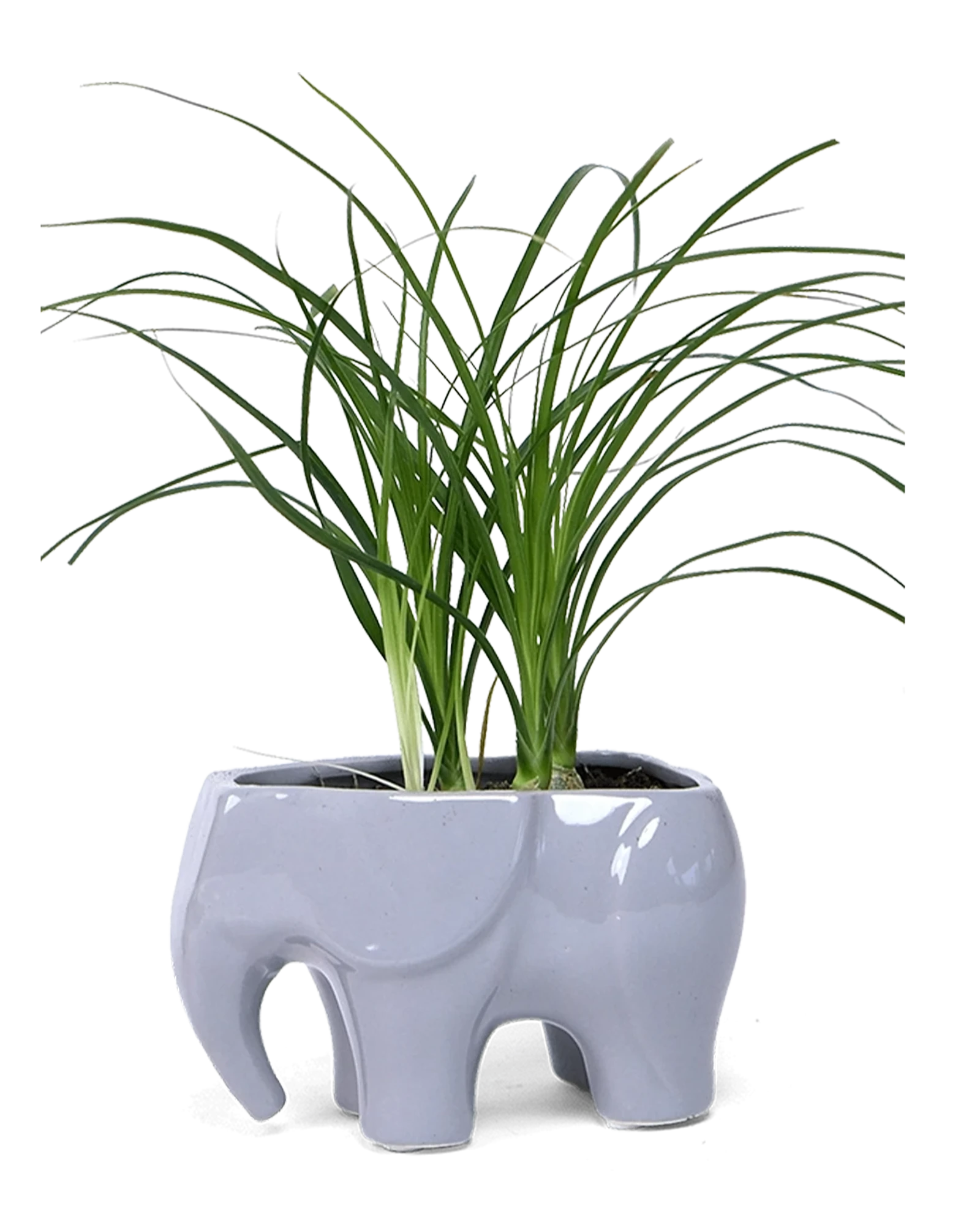 Chive Elephant Grey color glazed ceramic elephant shaped planter styled with a plant.