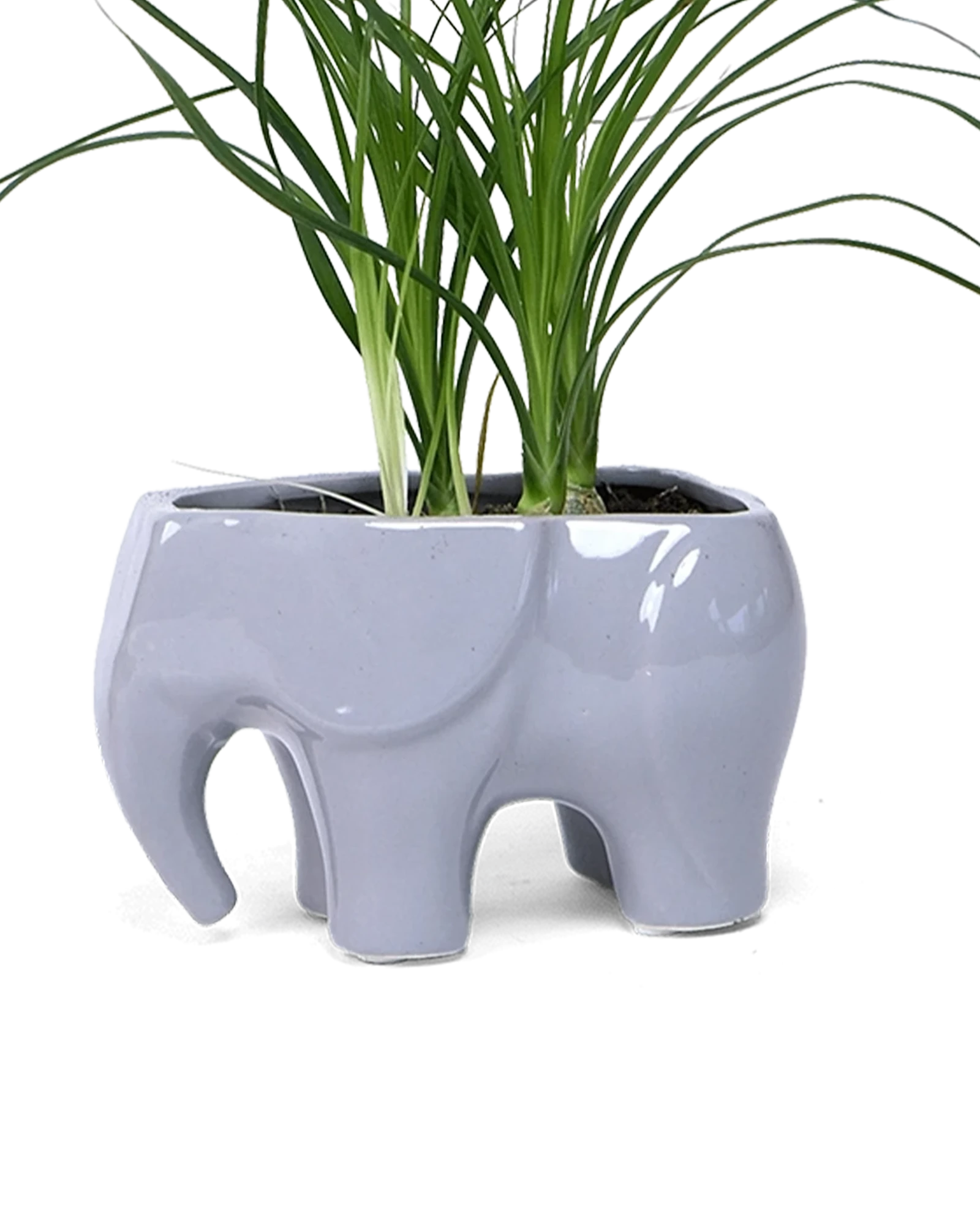 Chive Elephant Grey color glazed ceramic elephant shaped planter styled with a plant.