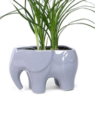 Chive Elephant Grey color glazed ceramic elephant shaped planter styled with a plant.