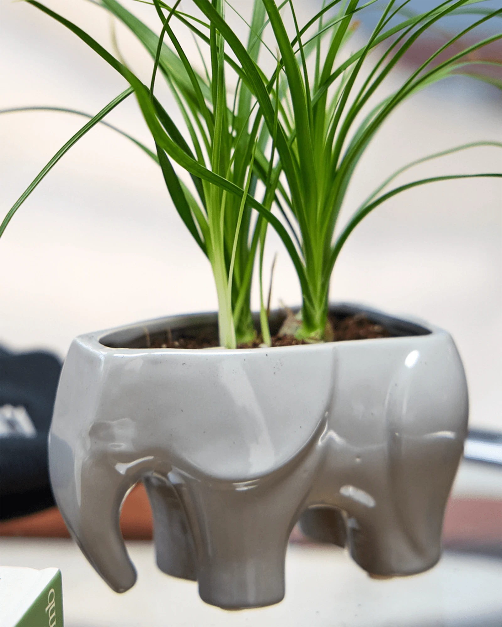Chive Elephant Grey ceramic elephant shaped planter styled with a plant on a glass table in a bright room.