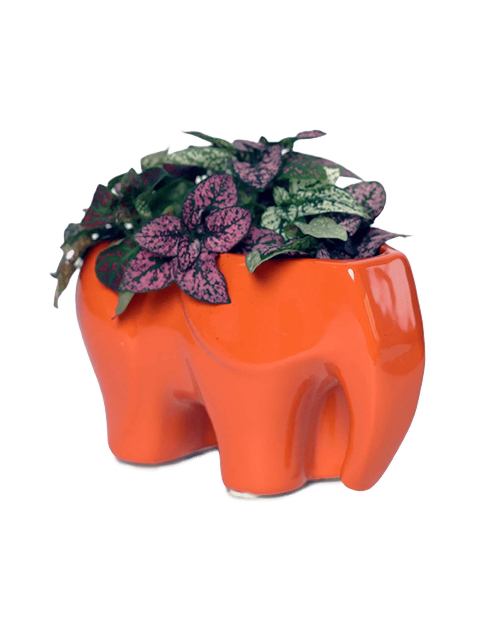 Chive Elephant Orange color glazed ceramic elephant shaped planter styled with a small plant.