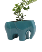 Chive Elephant Teal color glazed ceramic elephant shaped planter styled with a plant.