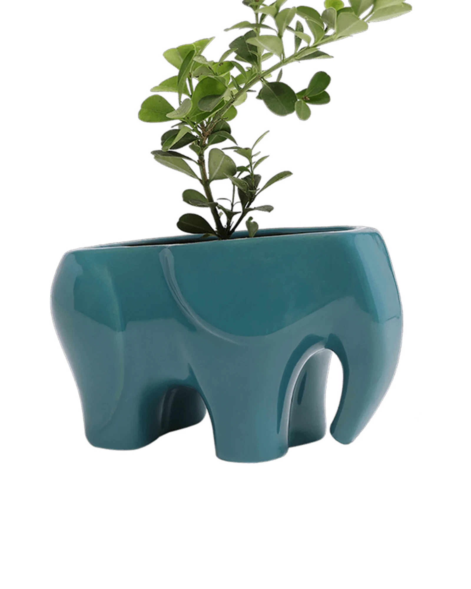 Chive Elephant Teal color glazed ceramic elephant shaped planter styled with a plant.