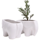Two Chive Elephant White color glazed ceramic elephant shaped planters styled with a plant.
