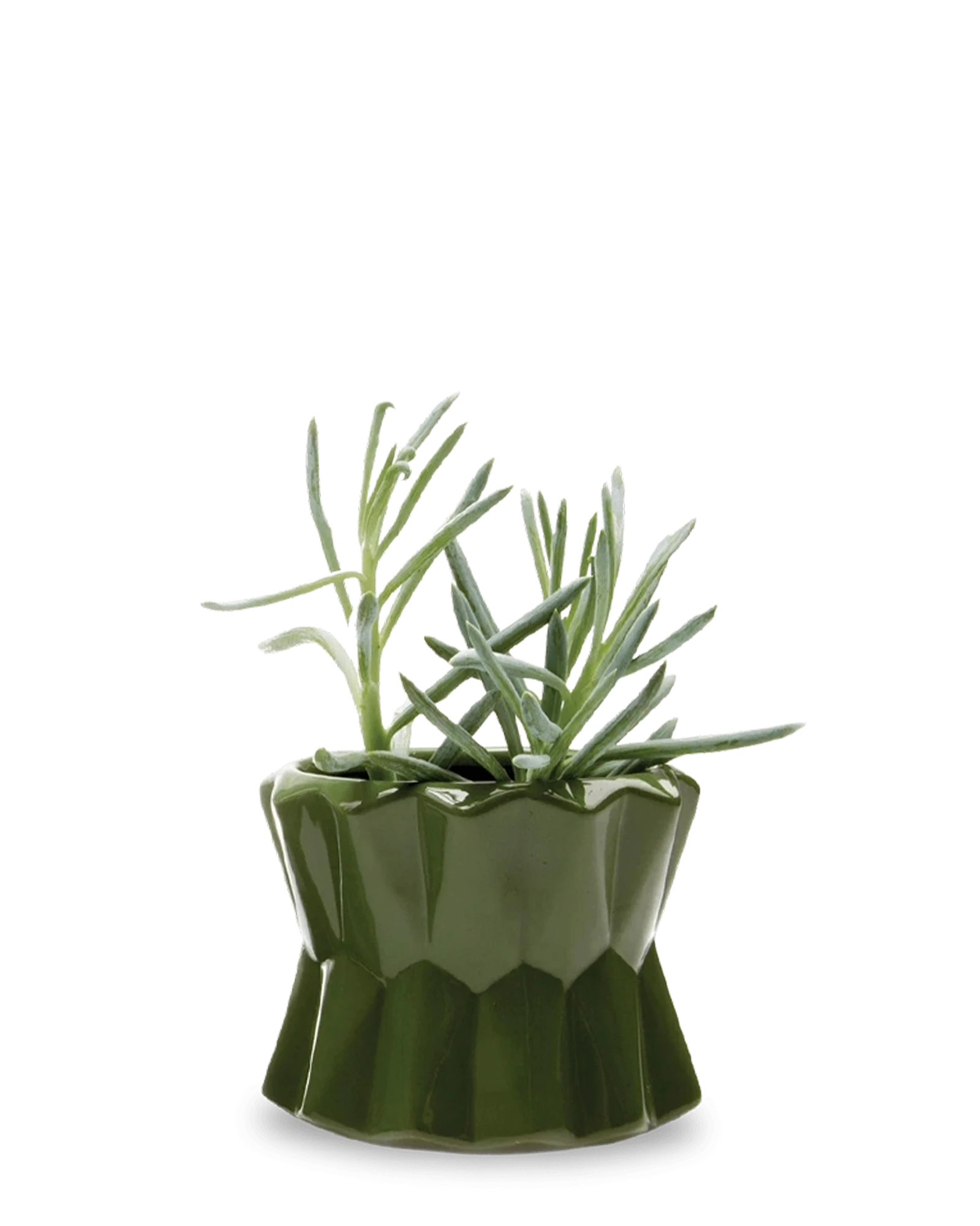 Chive Fang medium ceramic planter for succulents in color army green styled with a small plant.
