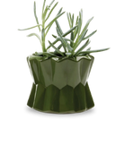 Chive Fang medium ceramic planter for succulents in color army green, with no drainage.
