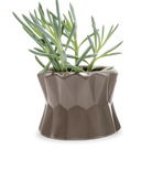 Chive Fang medium ceramic planter for succulents in color grey styled with a small plant.