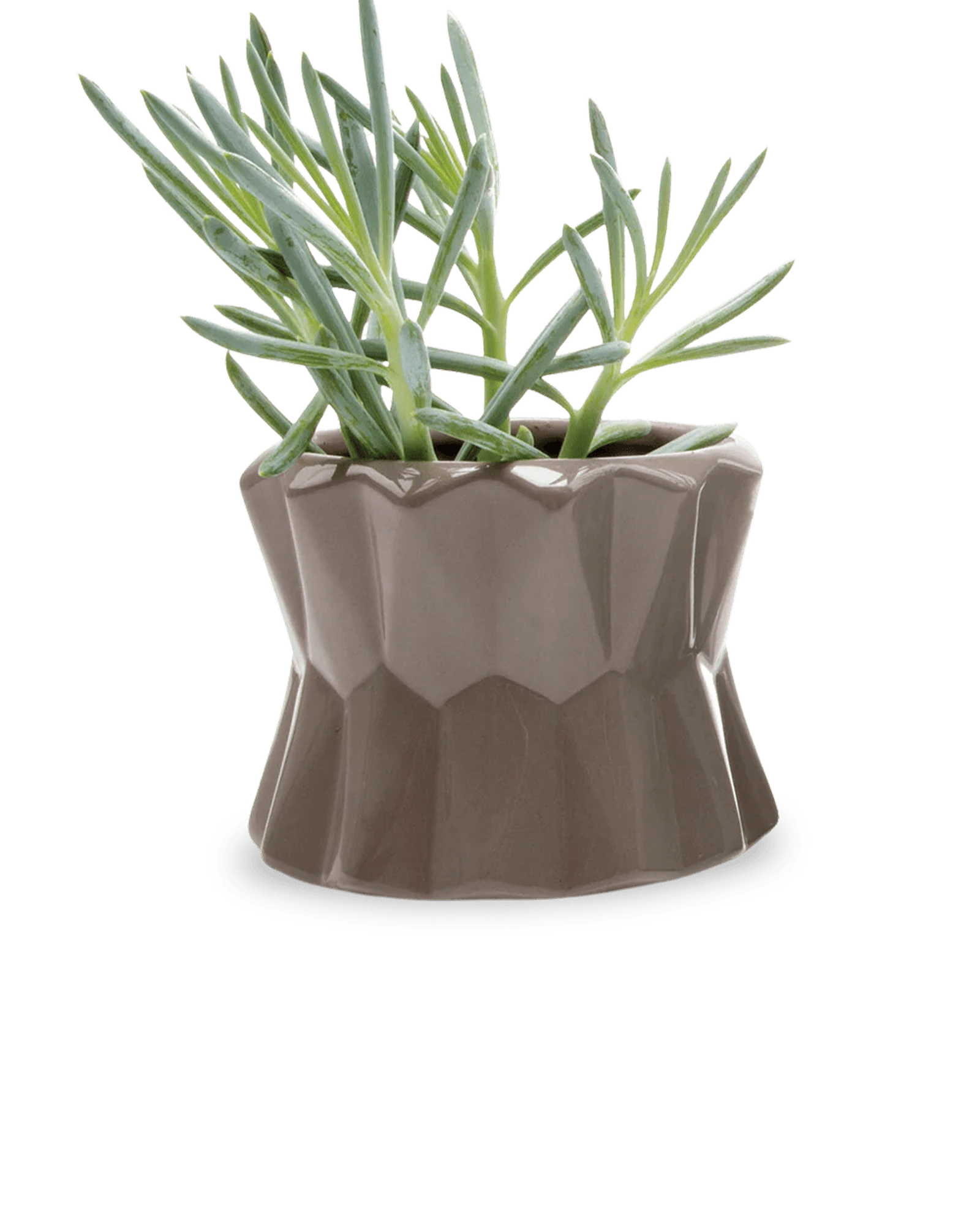 Chive Fang medium ceramic planter for succulents in color grey styled with a small plant.