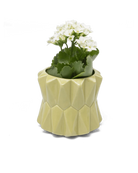 Chive Fang small ceramic planter for succulents in lemongrass color styled with a small plant.