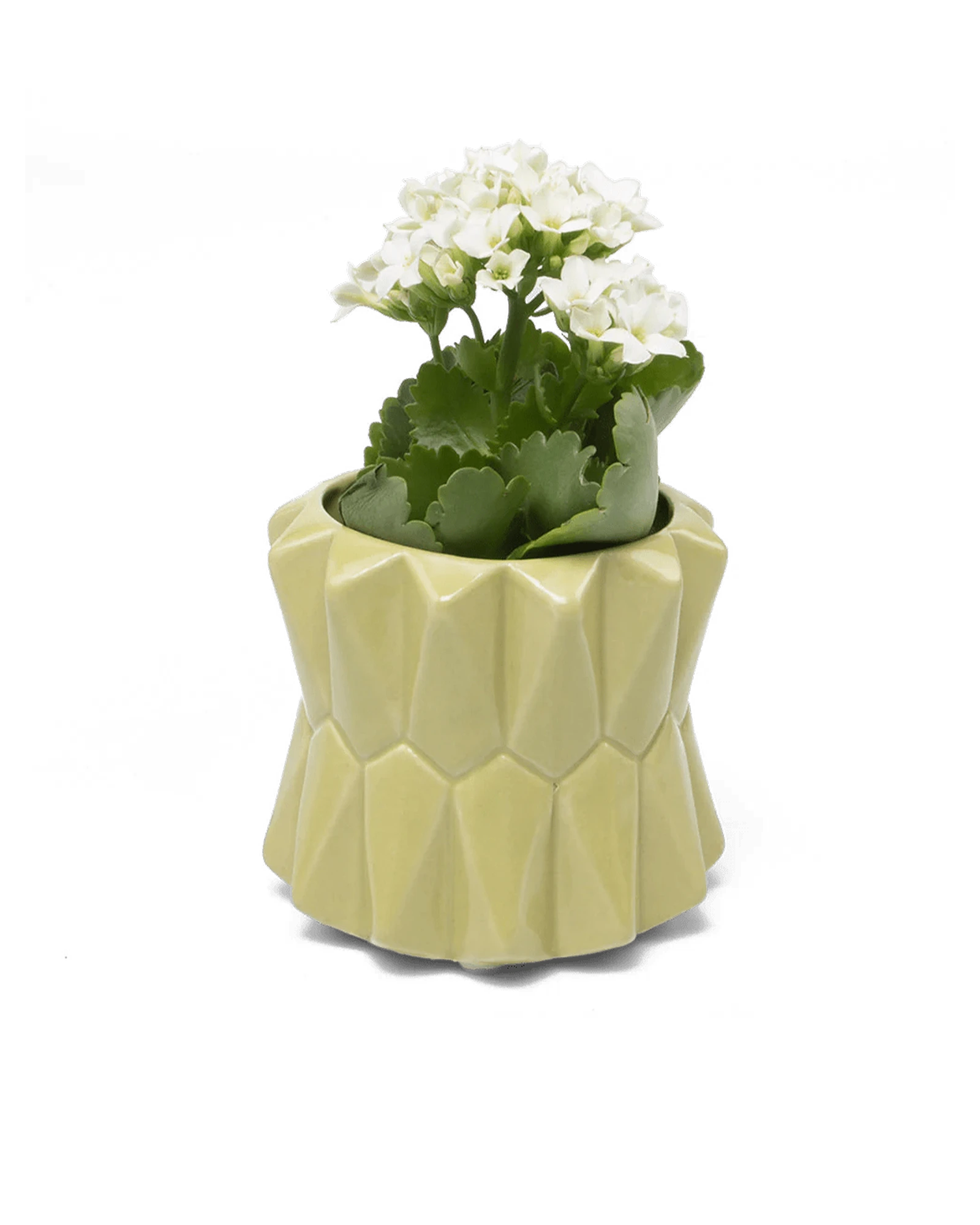 Chive Fang small ceramic planter for succulents in lemongrass color styled with a small plant.