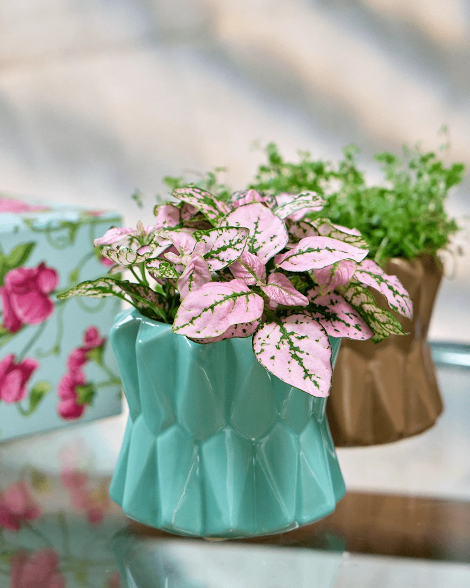 Chive Fang small ceramic planters for succulents in color mint styled with small plants.